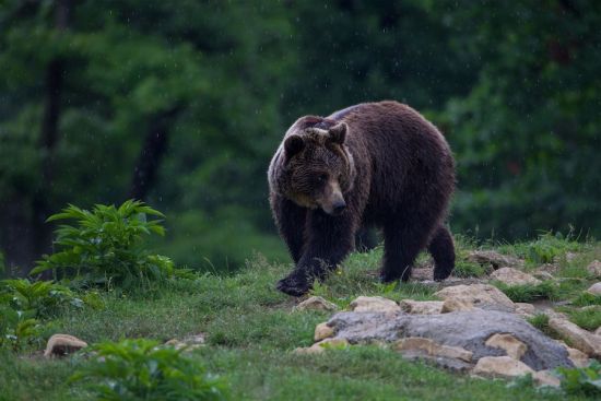 罗马尼亚山区棕熊