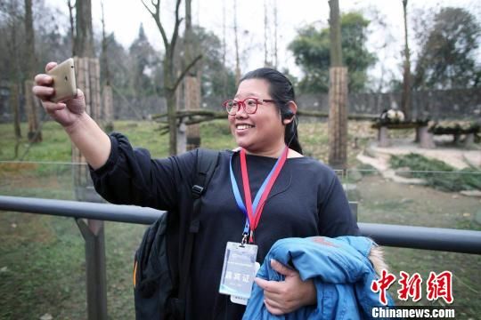 海外华文媒体代表与大熊猫美丽“邂逅”。　王磊　摄