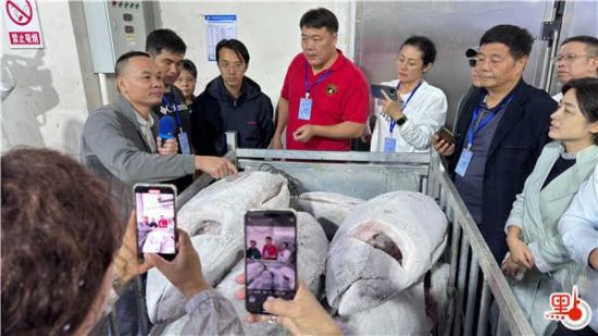 見到整隻金槍魚，華媒代表紛紛舉起手機記錄。（點新聞記者李紫妍攝）