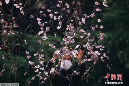 　　当地时间3月11日，位于日本东京的新宿御苑国家公园樱花盛开，民众戴口罩享受春季美景。